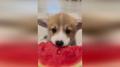 揭秘“味精女神”莲花味精的娱乐传奇，甜蜜复仇与温馨家庭全曝光